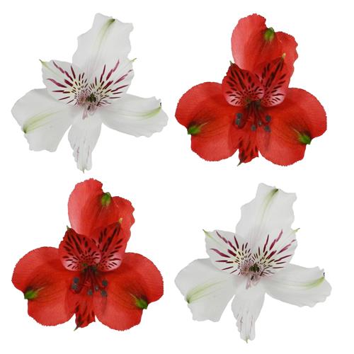 ALSTROMERIA  50 RED AND 50  WHITE ASSORTED COLORS